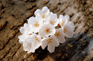 弔慰金は相続税の対象になる？非課税と課税の違いを徹底解説